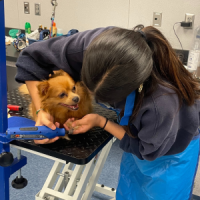 Pet Health and Grooming 